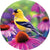 Goldfinch Glory Accent Magnet